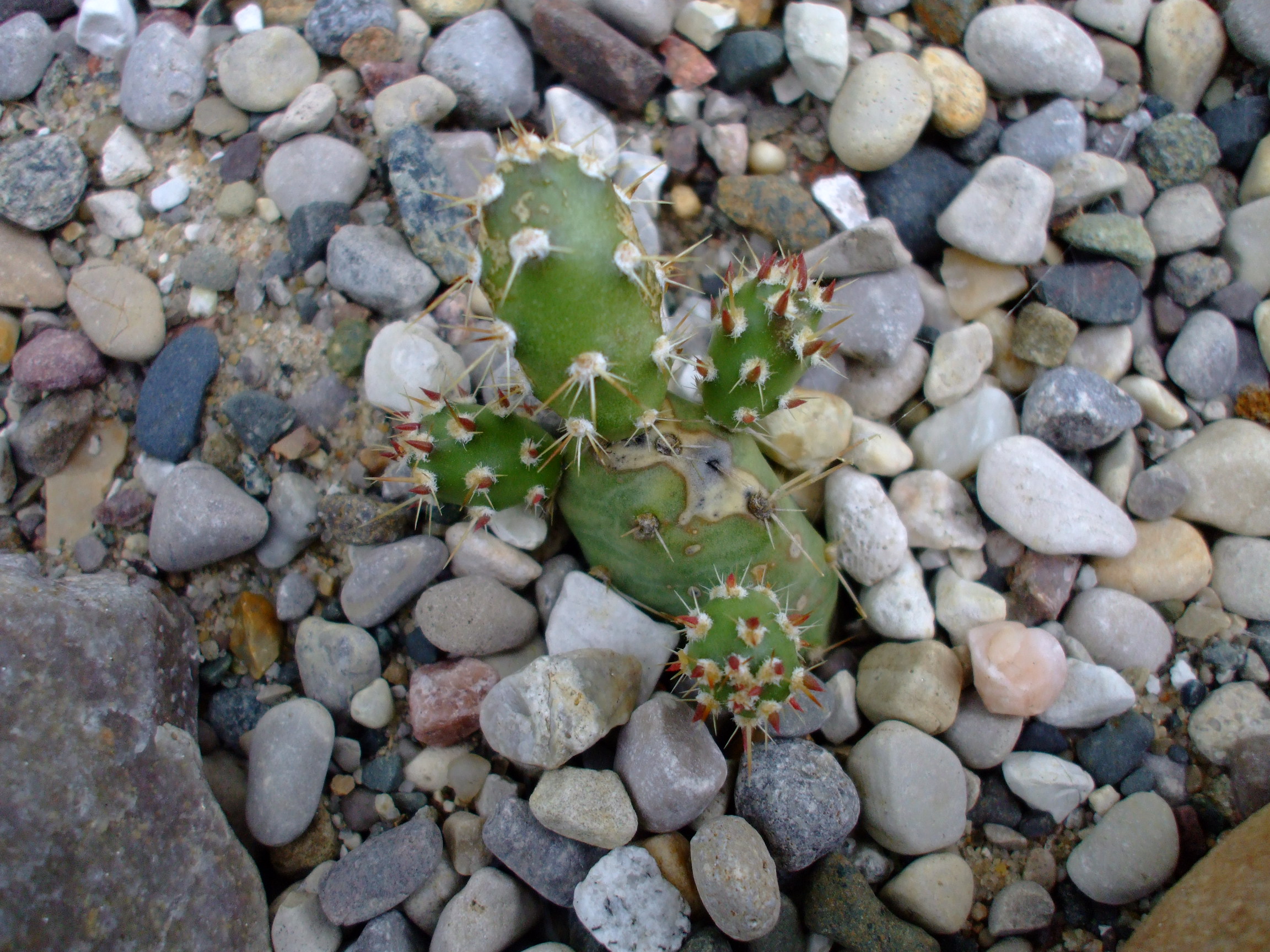 Opuntia fragilis